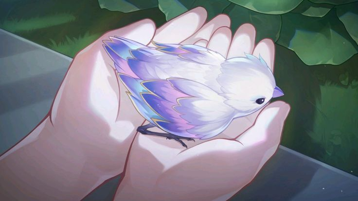 Robin's little Bird