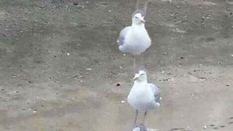 I have negative one braincell