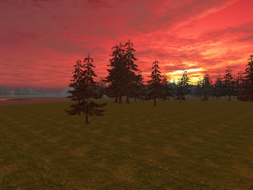 Sunset Forest