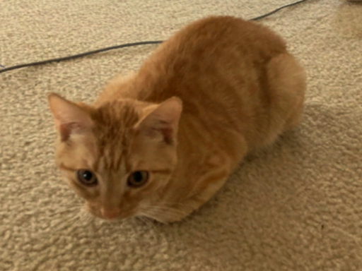 Kitty's avatar world
