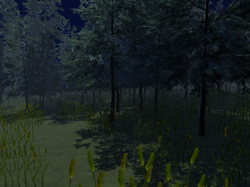 Night Forest