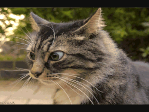 Catnip's place