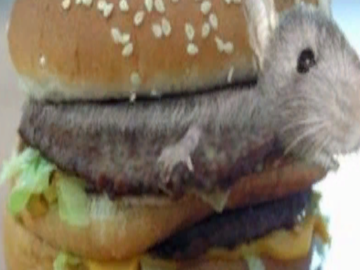 Rat world
