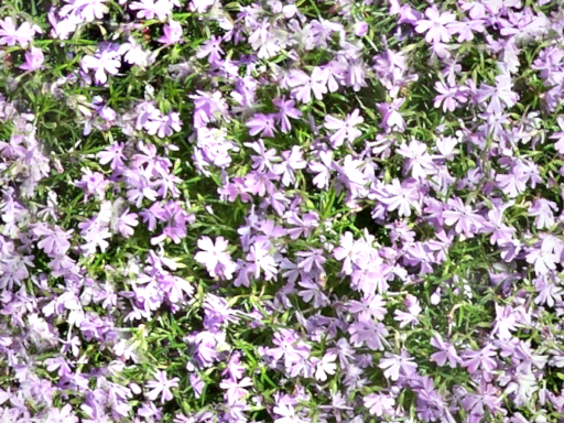 Flowers A