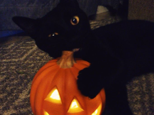 Halloween （COLLAB WORLD）