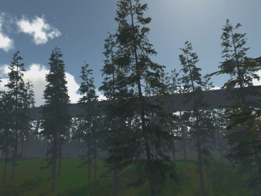 Calm Forest