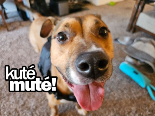 kute mute 2