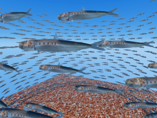 Sardine School 657