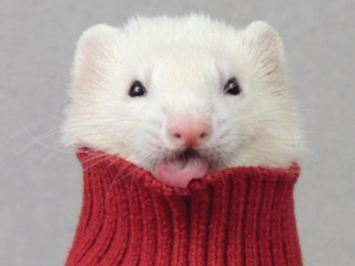 Martie's Funny Ferrets