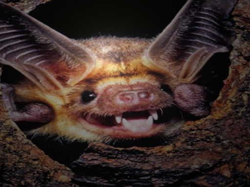 batty lounge